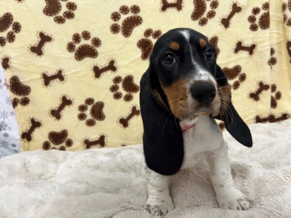 [#28928] White Black / Tan Female Basset Hound Puppies For Sale