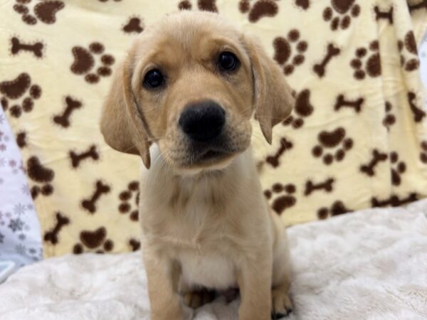 [#28924] Yellow Male Labrador Retriever Puppies For Sale