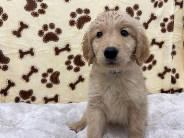 [#28926] Golden Male Golden Retriever Puppies For Sale