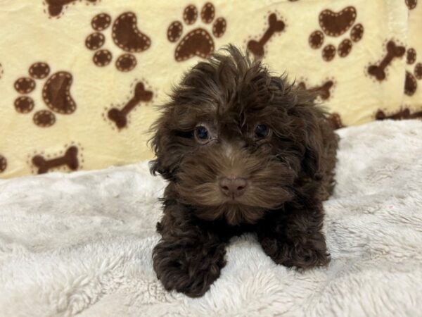 [#28922] Chocolate Male Havanese Puppies For Sale