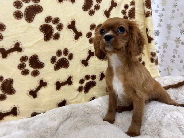 [#28799] Ruby Female Cavalier King Charles Spaniel Puppies For Sale