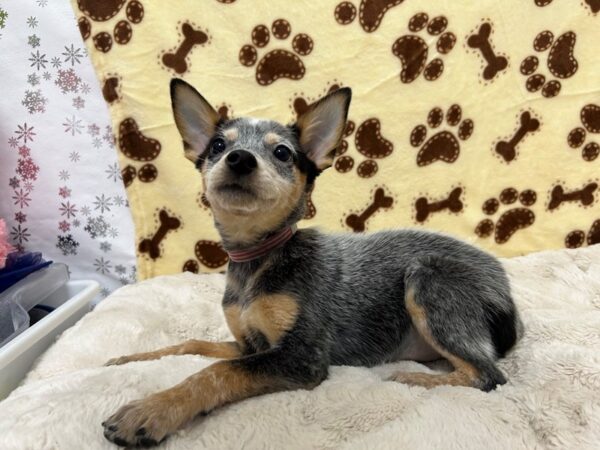 [#28856] Blue Speckled Female Australian Cattle Dog Puppies For Sale