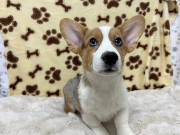 [#28826] Merle Male Cardigan Welsh Corgi/Pembroke Welsh Corgi Puppies For Sale