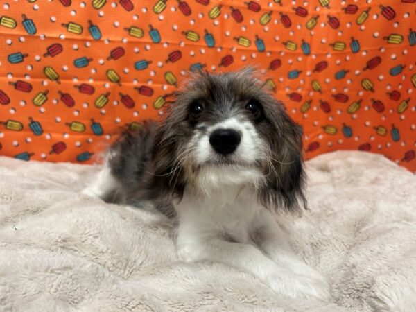 [#28784] White / Blue Merle Male Cavalier King Charles Spaniel/Poodle Puppies For Sale