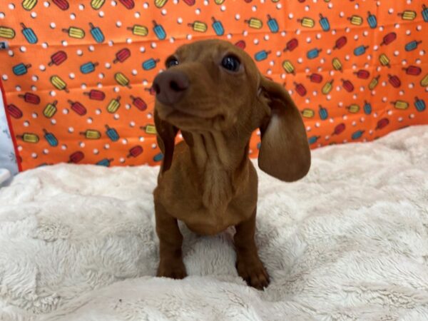[#28777] Red Female Dachshund Puppies For Sale