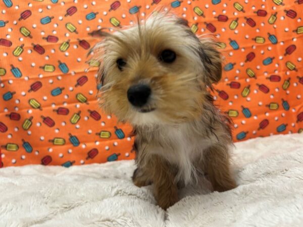 [#28773] Black and Tan Female Yorkshire Terrier Puppies For Sale