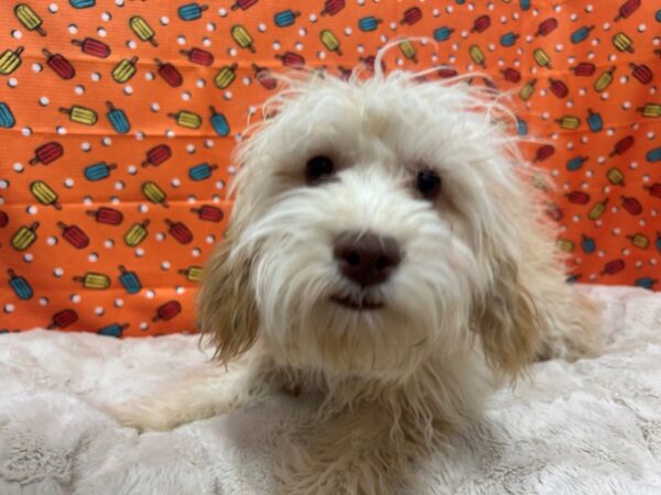 [#28715] Apricot Male F1B Cockapoo Puppies For Sale