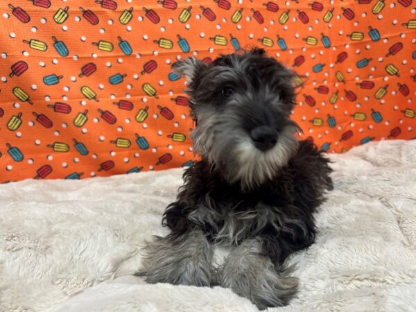 [#28833] Salt / Pepper Male Miniature Schnauzer Puppies For Sale