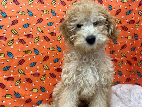 [#28828] Golden Male F1B Mini Goldendoodle Puppies For Sale