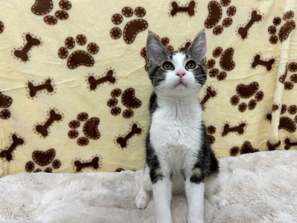 [#28909] BLK/WHT Female Maine Coon Kittens For Sale
