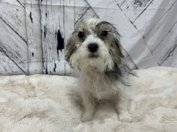 [#28811] Black and Tan Male Poodle/Yorkshire Terrier Puppies For Sale