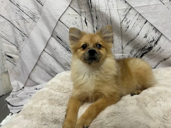 [#28787] Red Merle Male Pomeranian Puppies For Sale