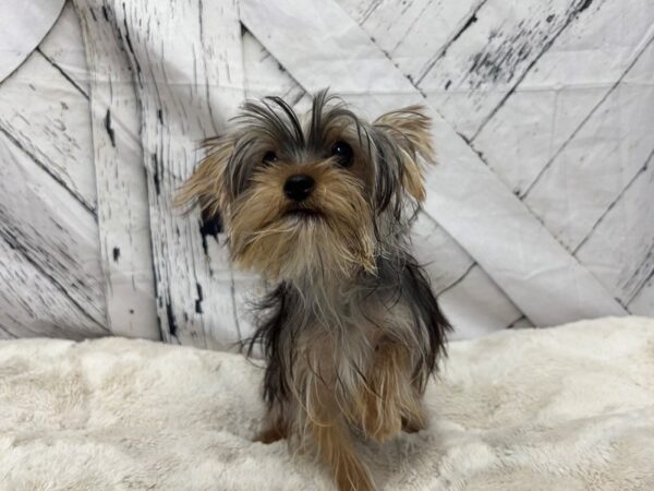 [#28718] Black and Tan Male Yorkshire Terrier Puppies For Sale