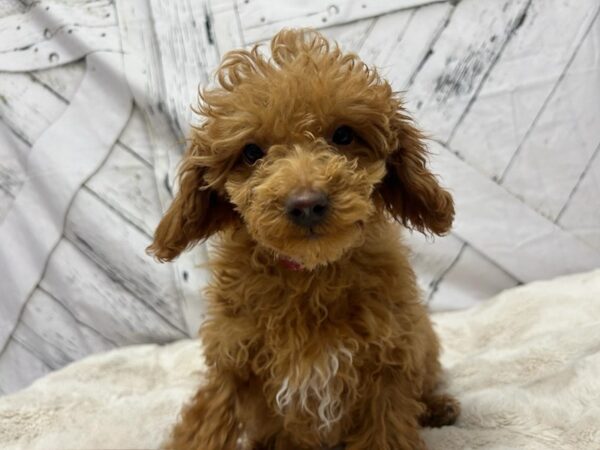 [#28836] Red Female Poodle Puppies For Sale