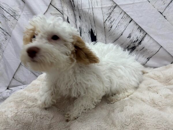 [#28816] White and Apricot Female Bichon Frise/Poodle Puppies For Sale