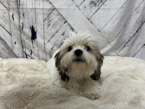 [#28801] Gold and White Female F1B Zuchon Puppies For Sale
