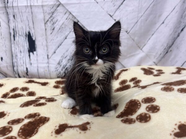 [#28931] Black & White Female Ragamuffin Kittens For Sale