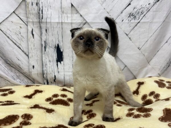 [#28932] Seal Point Male Scottish Fold Kittens For Sale