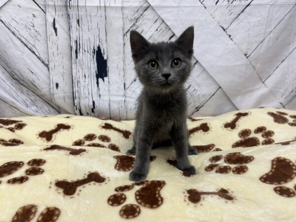[#28944] Blue Female Manx Kittens For Sale