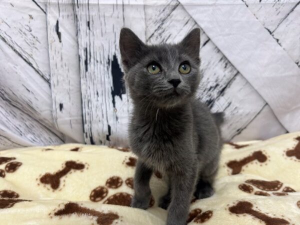 [#28943] Blue Male Manx Kittens For Sale