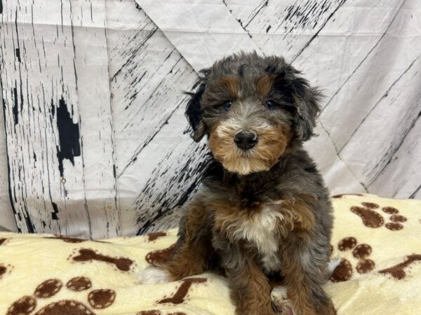[#28936] Blue Merle / Tan Female F1B Mini Bernedoodle Puppies For Sale