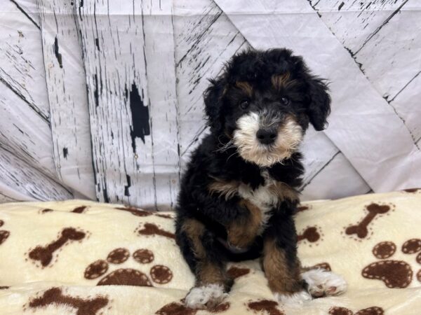 [#28937] Black / Tan Male F1B Mini Bernedoodle Puppies For Sale