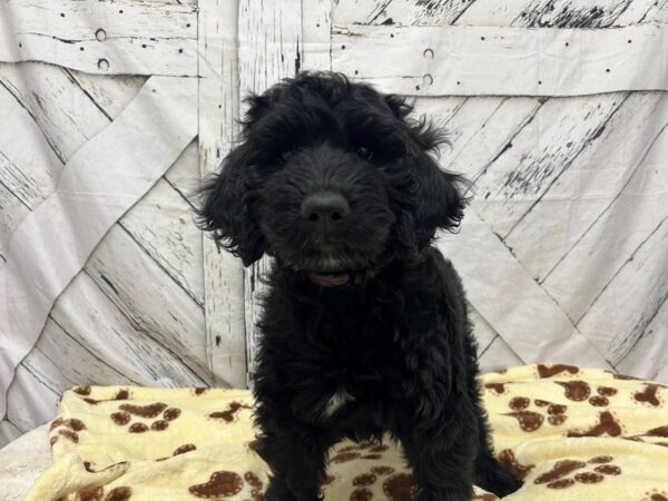 [#28934] Black Female F1B Goldendoodle Puppies For Sale