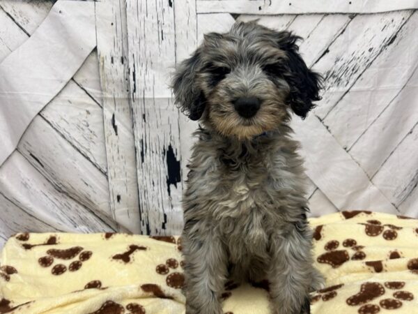 [#28933] Blue Merle Male F1B Goldendoodle Puppies For Sale