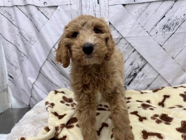 [#28935] Light Golden Female F1B Goldendoodle Puppies For Sale