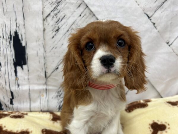 [#28939] Blenheim / White Female Cavalier King Charles Spaniel Puppies For Sale