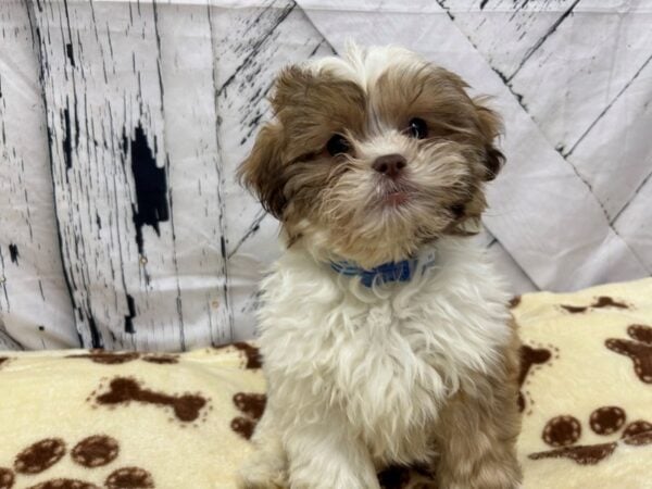 [#28942] White Chocolate Gold Male Poodle/Shih Tzu Puppies For Sale