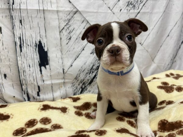 [#28938] Red / White Male Boston Terrier Puppies For Sale