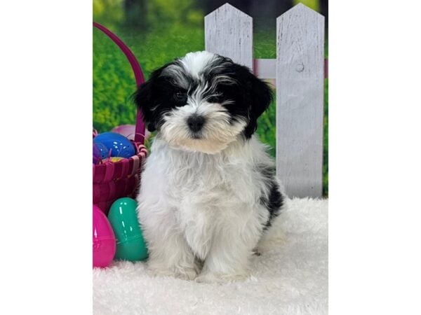 [#28893] Black Female Havanese Puppies For Sale