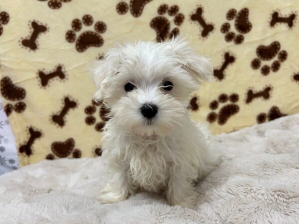 [#28921] White Male Maltese Puppies For Sale