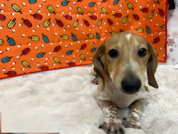 [#28800] Fawn Male Dachshund Puppies For Sale