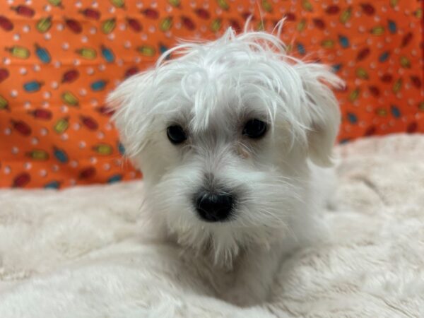 [#28844] White / Cream Female F1B Maltipoo Puppies For Sale