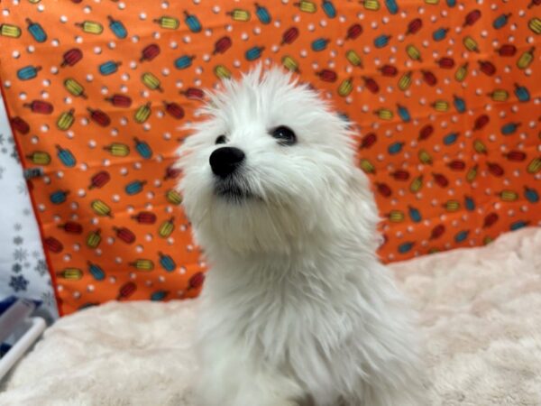 [#28819] White Female Coton De Tulear Puppies For Sale