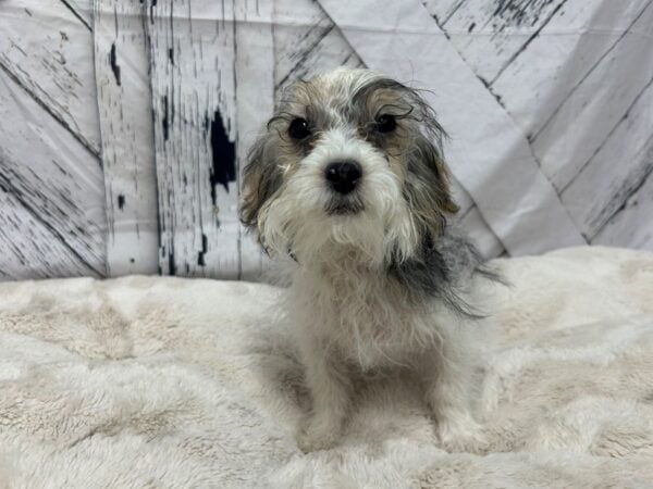 [#28811] Black and Tan Male Poodle/Yorkshire Terrier Puppies For Sale