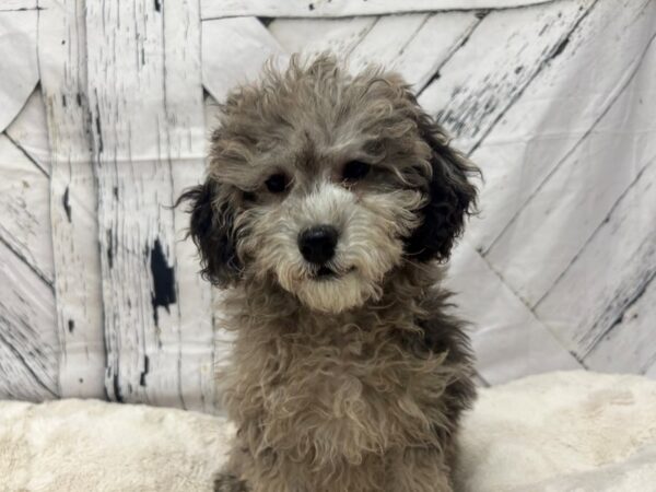 [#28814] Blue Roan Female F1B Cockapoo Puppies For Sale