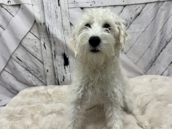[#28496] Cream Female Poodle/Miniature Schnauzer Puppies For Sale