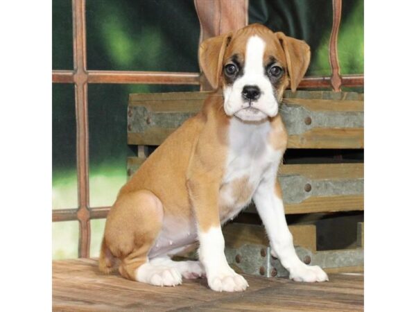 [#28940] Fawn Female Boxer Puppies For Sale