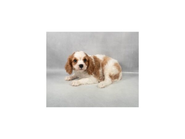 [#28946] Blenheim Male Cavalier King Charles Spaniel Puppies For Sale