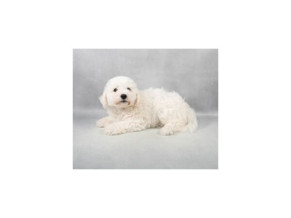 [#28947] White Male Bichon Frise Puppies For Sale