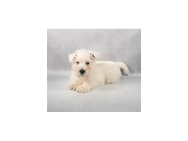 [#28948] White Female West Highland White Terrier Puppies For Sale