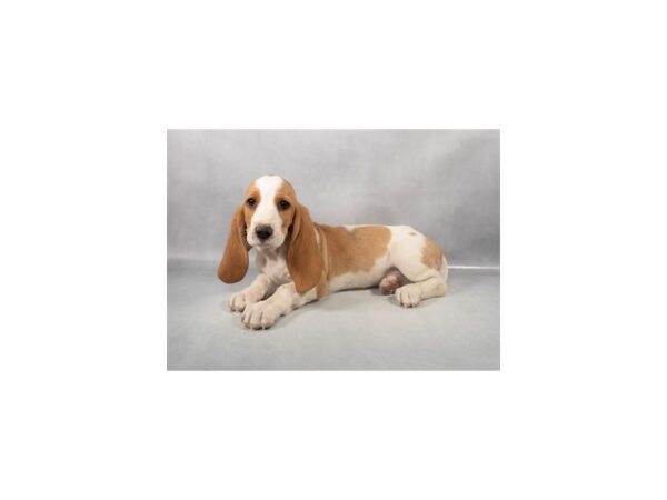 [#28949] Red and White Female Basset Hound Puppies For Sale