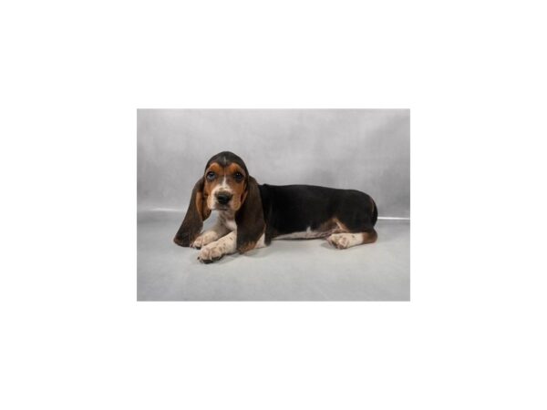 [#28950] Black White and Tan Male Basset Hound Puppies For Sale