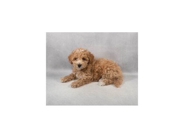 [#28974] Red Female Bichon Frise/Poodle Puppies For Sale
