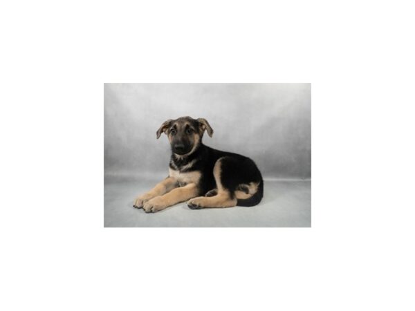 [#28951] Black and Tan Female German Shepherd Dog Puppies For Sale