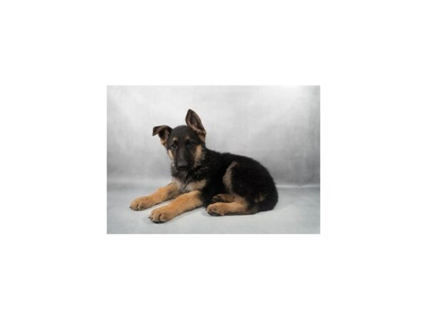 [#28952] Black and Tan Male German Shepherd Dog Puppies For Sale