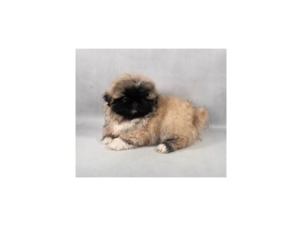 [#28953] Fawn Male Pekingese Puppies For Sale